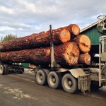 Special Cut Trees for Extra Large Timbers Atlanta, GA